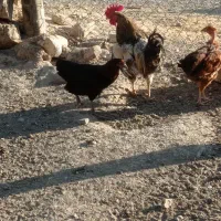 خروس محلی روستایی