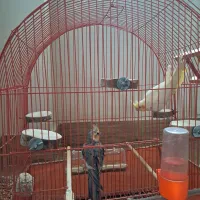 یک جفت عروس هلندی