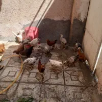 جوجه مرغ