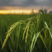 چای و برنج هاشمی درجه یک اصل گیلان