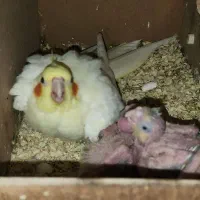 جفت عروس هلندی همراه سه جوجه