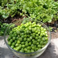 سبزی خشک و لوبیا سبز و کرفس و هویج و قورمه سبزی