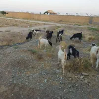 بزغاله چاق مخصوص کشتن
