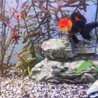 ماهی گلدفیش