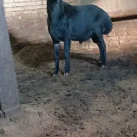 قوچ قره قزل لخت