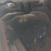 بره،گوسفند کشتاری