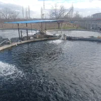 فروش ماهی قزل آلا