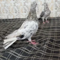 کبوتر فروشی