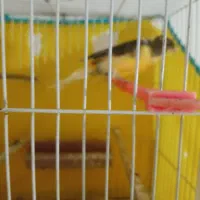 سلام یه جفت قناری