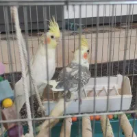 ی جفت عروس هلندی
