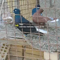 دم سفید سورخ ،زرد،اشعل.