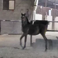مادیان  عرب  درشور