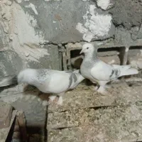کبوتر