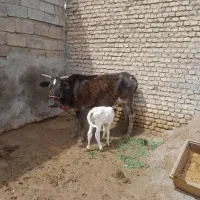 گاو وگوساله ش ماده