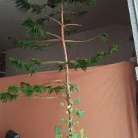 کاج مطبق