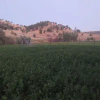 گزو مازودار و دوشاو گزو