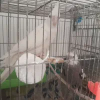 جفت عروس هلندی مولد