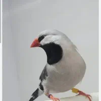 کانال. وگروه فنچ و عروس هلندی در روبیکا