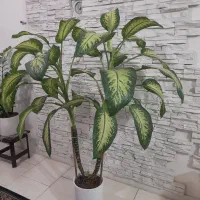 گل دیفنبا خیا دوسر شاداب ریشه پور