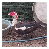 فروش 23اردک اسراییلی وخروس محلی