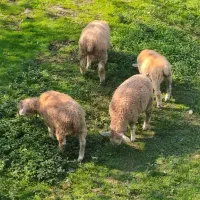 فروش نر و ماده گوسفند