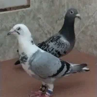 یک جفت کبوتر