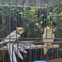 یک جفت پرنده عروس بالغ