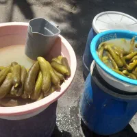 خیارشور