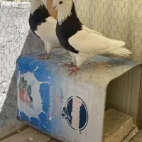 کبوتر سرتشنیز