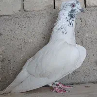 کفتر پرشی