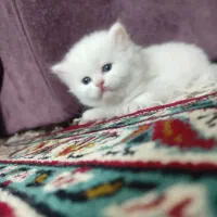 توله گربه پرشین وبریتیش