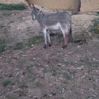 الاغ نر اخته