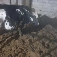 گاو
