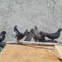 کفتر