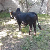 ورزا گاو نر .