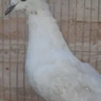 کفتر  و کبوتر