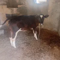 گوساله