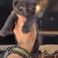 گربه اسکاتیش شکلاتی تیره