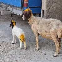 گوسفند بره درجه یک