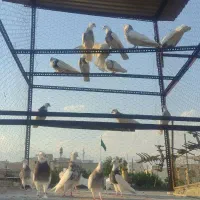 طوقی نر و ماده