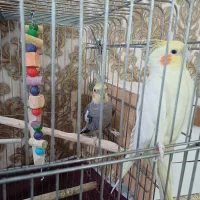 عروس هلندی نر و ماده