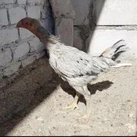 مرغ لاری طوسی  با ۴ جوجه