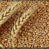 کندم پیشگام و گندم دیم کرمانشاهی و جو  پایزه تمیز