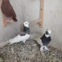 کفتر|پرنده|شیراز, شهرک صنعتی شیراز|دیوار