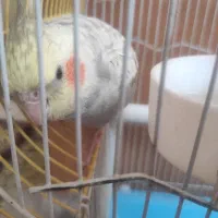 عروس هلندی نر