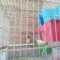 فنج نرماده