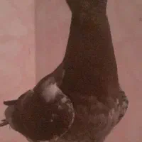 پرنده