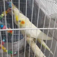 عروس هلندی جوجه