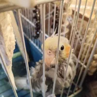 جوجه عروس هلندی دون خور