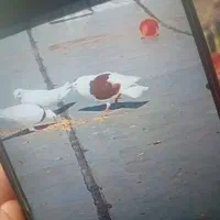 کفتر نر پشدار یکت سرخ